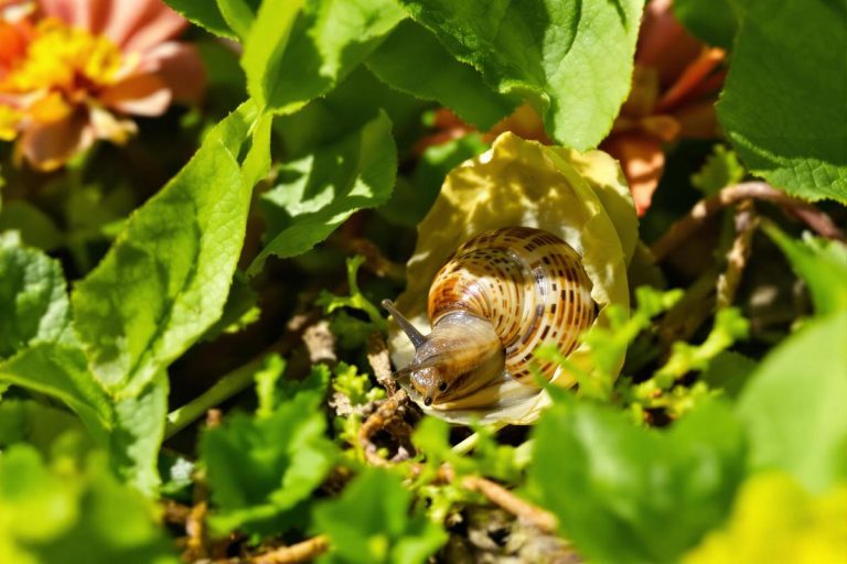 Combien de temps un escargot peut rester dans sa coquille ?.jpg